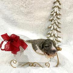 Pantaloon - male Golden Mountain Doodle puppy in Victoria, Texas from Deidre's Doodles