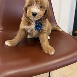 Thomas - Apricot male Goldendoodle puppy in Mint Hill, North Carolina from DoodleForever