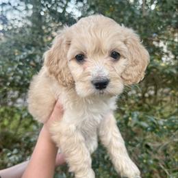Bella Bay - Cream female Cockapoo puppy in Tallahassee, Florida from Panhandle Pups