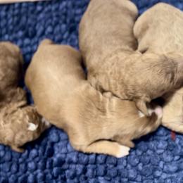 Socks - Apricot female Goldendoodle puppy in Jurupa Valley, California from gucci_bentleys_goldendoodles