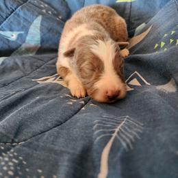 Peep - Panda female German Shepherd puppy in Los Lunas, New Mexico from Mali's German Shepherds LLC