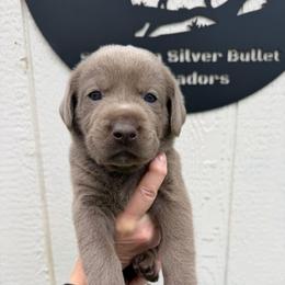 Grey collar - Silver male Dilute Retriever puppy in Valley Center, California from Stunning Silver Bullets Labradors
