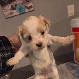 Callie - Parti female Maltipoo puppy in Everett, Washington from Meadows Ranch