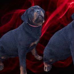 Red female ❤️ - Black and tan Rottweiler puppy in Stanton, Tennessee from Bonnie and Clyde Rottweilers LLC