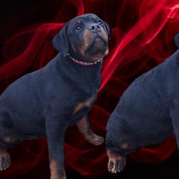 Red female ❤️ - Black and tan Rottweiler puppy in Stanton, Tennessee from Bonnie and Clyde Rottweilers LLC