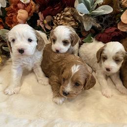 Cavalier King Charles Spaniel, Cavapoo, and Goldendoodle Puppies from Simply Sweet Paws. LLC