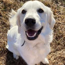Darla - Golden Retriever