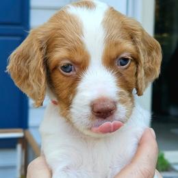 Red Boy - Orange and white male Brittany puppy in Mertztown, Pennsylvania from Whispering Hills Gun Dogs