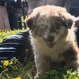 American Bullies and Miniature Australian Shepherds from Barkin' MAAD kennels