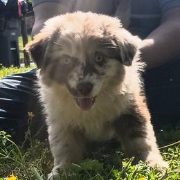 American Bullies and Miniature Australian Shepherds from Barkin' MAAD kennels