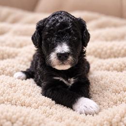 Ashe - Black female Goldendoodle puppy in Pittsburg, Texas from Grace Springs Goldendoodles