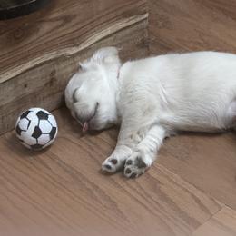 Girl 2 - female French Bulldog puppy in East Greenwich, Rhode Island from DaSilvas Estrella AKC