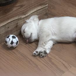 Girl 2 - female French Bulldog puppy in East Greenwich, Rhode Island from DaSilvas Estrella AKC