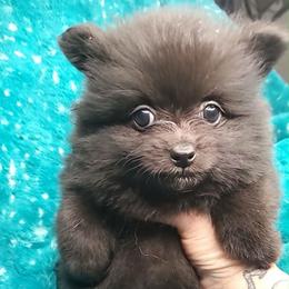 Boy 5 - Black male Pomeranian puppy in Tulsa, Oklahoma from CP Kennels