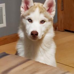 Bumble - Siberian Husky