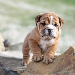 Bulldog Puppies from Badger Canyon bulldogs