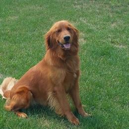Golden Retrievers from A&W Goldens