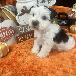 Brody - Liver male Miniature Schnauzer puppy in Grayson, Kentucky from Seventh Heaven Schnauzers