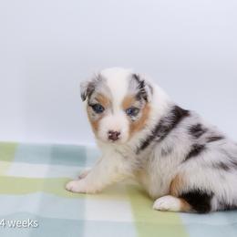 Confetti - Blue merle female Australian Shepherd puppy in Lakewood, California from Cloud Nine Kennel