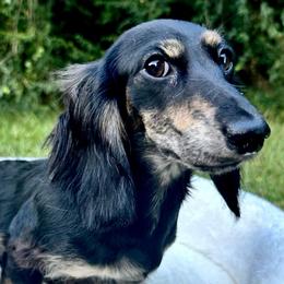 Eden - 2800 - Black and cream female Dachshund puppy in Biloxi, Mississippi from Southern Doxies