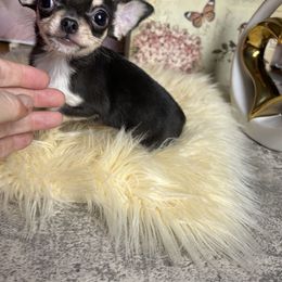 ELVIS 3000 - Black and tan male Chihuahua puppy in Manteca, California from Deb's Chihuahuas California