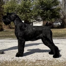 Dita - Giant Schnauzer