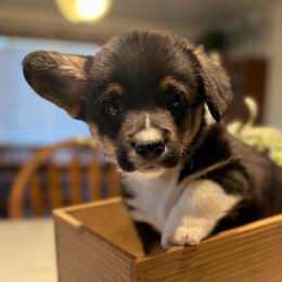 Will Byers - Black and tan male Pembroke Welsh Corgi puppy in Olathe, Colorado from Rocking LJ Breeding