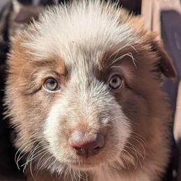 Momma Fortuna - Panda female German Shepherd puppy in Olean, New York from F&B Kennels