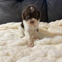 Nutter butter - Parti male Poodle puppy in San Antonio, Texas from Sweet as dessert puppies