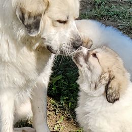 Great Pyrenees Puppies from Empyre Great Pyrenees