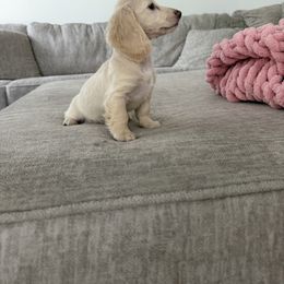 Girl 4 - female Dachshund puppy in Mc Donough, Georgia from Hot Diggity Doxies