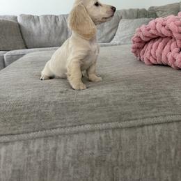 Girl 4 - female Dachshund puppy in Mc Donough, Georgia from Hot Diggity Doxies