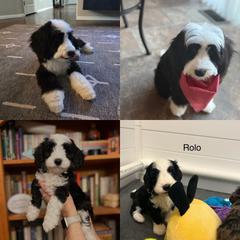 Cockapoo and Golden Mountain Doodle Puppies from Doodles of Joy