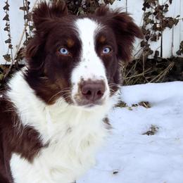 Australian Shepherds from Aussie Odyssey