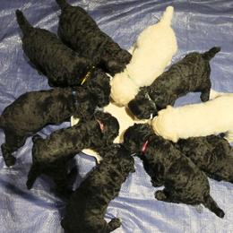 Poodle Puppies from Furball Forest Poodles