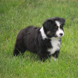 Border Collie, English Setter, and Miniature American Shepherd Puppies from First Harmony Farms