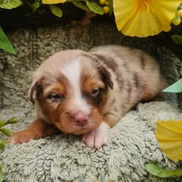 Holly - Red merle female Miniature Australian Shepherd puppy in Sandown, New Hampshire from Ashby Lou Aussies