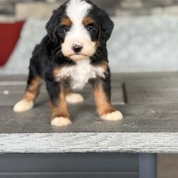 Venice - Tri-color male Bernedoodle puppy in Millersburg, Ohio from T Sanctum
