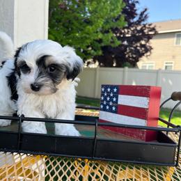 Chase - White male Morkie puppy in Kennewick, Washington from Lisa’s Little Yorkies