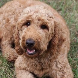 Osage - Goldendoodle