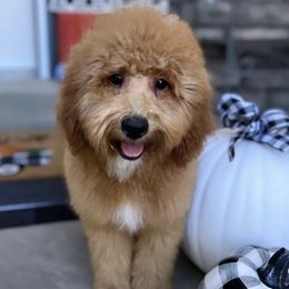 Goldendoodles from F10 at it Again