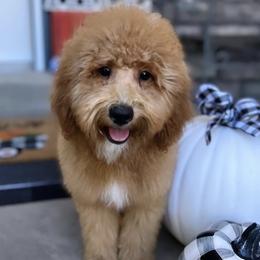 Goldendoodles from F10 at it Again