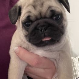 Pug Puppies from Pugalittlefoot