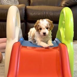 Cavapoo Puppies from Patriot Pups Cavapoos