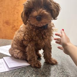 Maltipoo All Grown Up from Mini Paws kennel