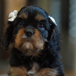 Ginger - Black and tan female Cavalier King Charles Spaniel puppy in Greensboro, North Carolina from Hyde Park Cavaliers