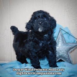 Miss Lady - Black and white female Aussiedoodle puppy in Dolan Springs, Arizona from High Desert Companions