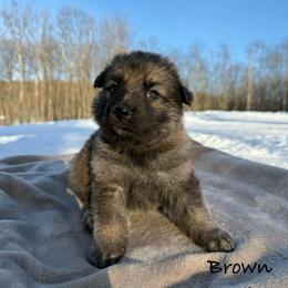 Brown DL - Sable male German Shepherd puppy in Terra Alta, West Virginia from Shepherd Country Farm and Kennels