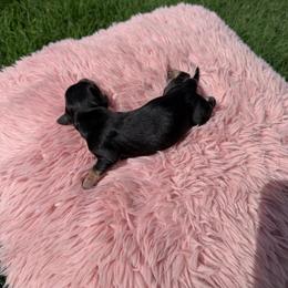Walnut - Black and tan female Dachshund puppy in Avondale, Arizona from Bris Dachshunds