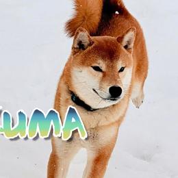 Benikuma - Shiba Inu